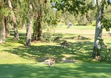 Golf and Woodturning and Pickleball, Oh My!