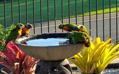 Paint, Pasta, Bread, Birds, and Bingo