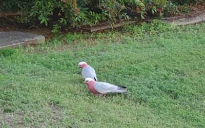 Vowel and Fowl Movements