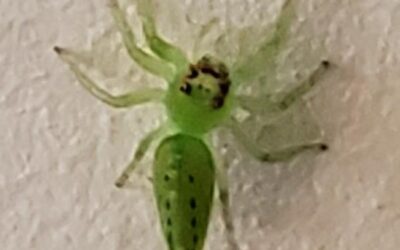 Our First Spider!