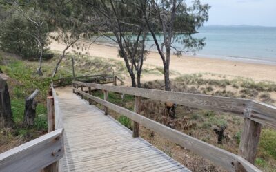 Christmas Trees and Beaches – and a Frog Update