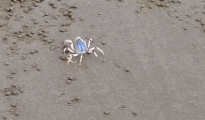 Crab N Go
