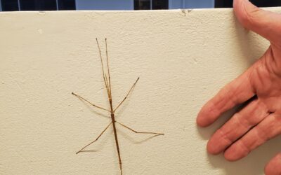The Easter Bugs-y
