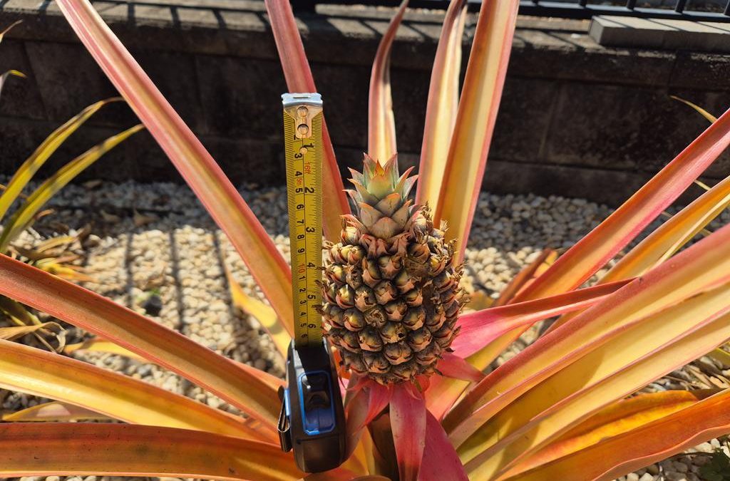 Cherries, Cheers, Chirps, and Championships