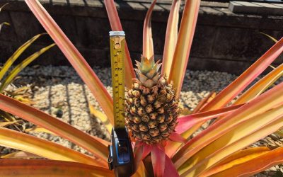 Cherries, Cheers, Chirps, and Championships