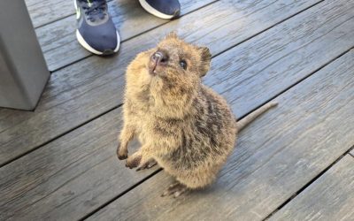 Quokkas!